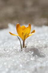 Fototapete - Spring flowers grow under the snow, a beautiful composition for Easter cards. Yellow crocuses in the sun rose after winter, beautiful primroses bloom on April day.