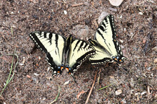 Two Canadian Tiger Swallowtail Butterflies Rest On The Ground