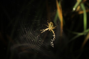 Wall Mural - spider on the web