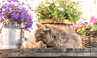 Wall Mural - Grey furry cat resting on a table.