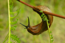 Snail On A Leaf