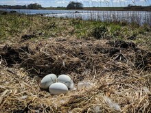 Mute Swans Eggs In Wild Nature
Nest Of Mute Swans
