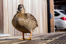 Close Up Of A Brown Duck On A Wooden Deck