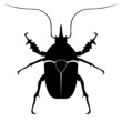 black vector beetle, insect, bug, beatle
