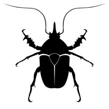 Black Vector Beetle, Insect, Bug, Beatle