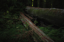 Moss Covered Log