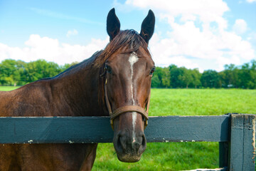 Wall Mural - A portrait of a horse