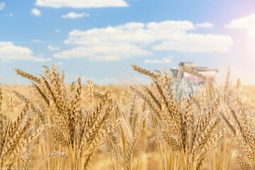 Wall Mural - Wheat.