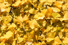 Ginkgo Leaves Turned Yellow In Autumn