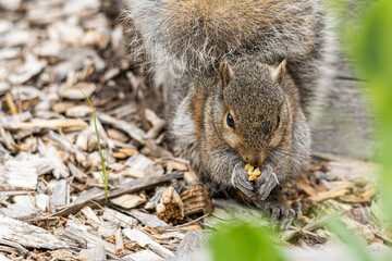 Wall Mural - close up of a cute young grey squirrel  sitting on wood chip filled ground in front of  wooden fence eating a nut in its palm