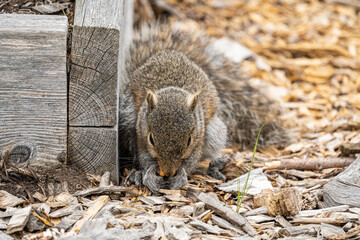 Wall Mural - close up of a cute young grey squirrel  sitting on wood chip filled ground against wooden fence eating a nut in its palm