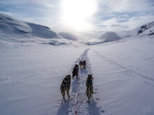 Husky Dogs Pulling A Sled In The Snow In Kungsleden. Original Public Domain Image From Wikimedia Commons