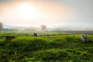 Wall Mural - foggy landscape on green field in the morning, nature misty beautiful in the sunny foggy view and cows in field grazing cow at countryside