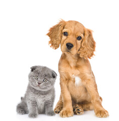 Aufkleber - English cocker spaniel puppy dog and kitten sit together in front view and look at camera together. isolated on white background