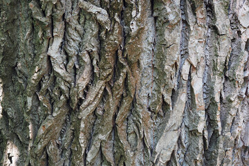Tree bark texture, full frame. Macro photography.