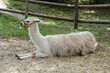 Llama Lama glama lying in the pen