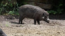 The Visayan Warty Pig, Sus Cebifrons Is A Critically Endangered Species In The Pig Genus Sus. It Is Endemic To Six Of The Visayan Islands In The Central Philippines.