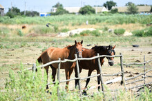 Two Horses In Stable Outdoors, Summer Time