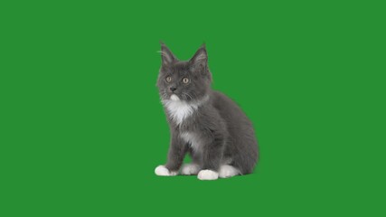 Poster - kitten on a green screen