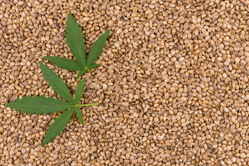 Two cannabis leaves on the background of hemp seeds. Flat lay. Copy space.