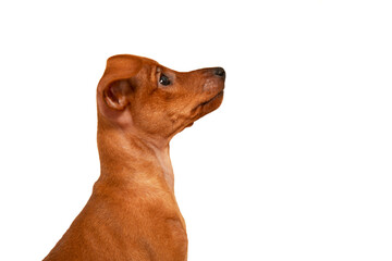 Wall Mural - A young dog, a puppy, sitting on a white background. Cute brown little puppy. 