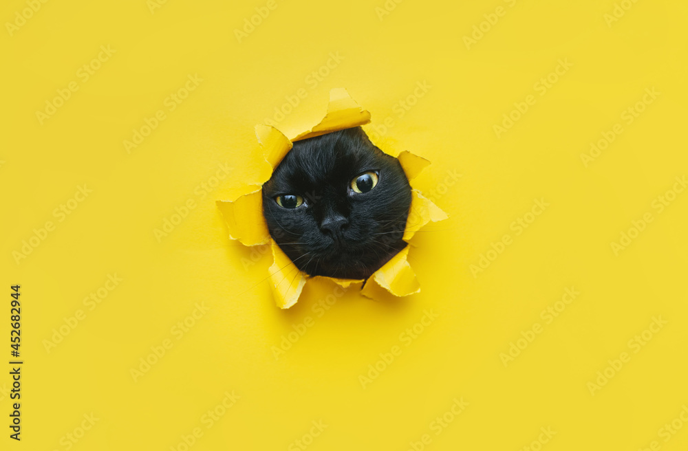 A funny black cat squeezes in and looks through a hole in yellow paper.Naughty pets and mischievous domestic animals. Peekaboo. Copy space. - obrazy, fototapety, plakaty 