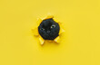 © shchus - A funny black cat squeezes in and looks through a hole in yellow paper.Naughty pets and mischievous domestic animals. Peekaboo. Copy space.