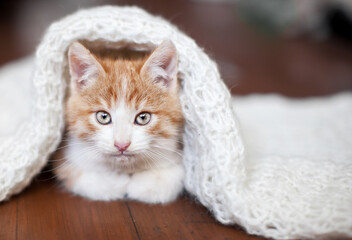 Wall Mural - Kitten on a knitted blanket