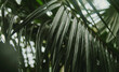 © AliceCam - Exotic tropical greens palm tree leaf in the jungle forest. Background with plant foliage. Rich dark ferns hang in dense rainforest.