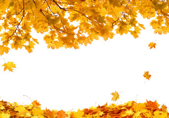 Wall Mural - beautiful yellow foliage. falling leaves natural background.