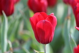 Fototapeta Tulipany - Close up of tulips in the garden, a bunch of blooming tulips, fresh, beautiful flower, presents in the city center