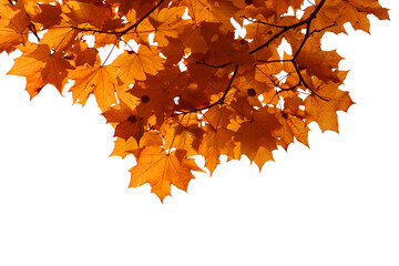 Wall Mural - branch of autumn maple leaves isolated on white background