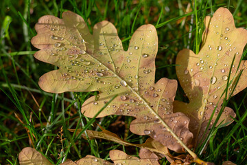 fallen oak leaf with water drops on green grass in early autumn