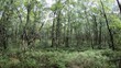 Karpatenbirkenwald im Roten Moor, Rhön