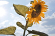 Sunflower Blowing