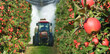 Spraying apple orchard to protect against disease and insects. Apple fruit tree spraying with a tractor and agricultural machinery in summer