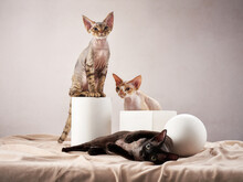 Three Kittens Devon Rex On A Beige Background. Cat In The Photo Studio