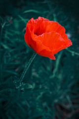 Wall Mural - blooming red poppies on the garden at summer.
