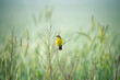 Yellow wagtail in wildlife