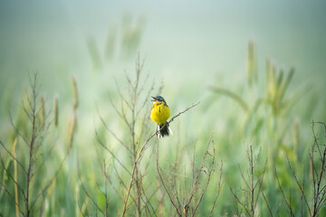 yellow wagtail in wildlife