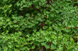 © Azahara MarcosDeLeon - Ginkgo biloba tree green foliage