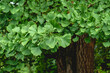 © Azahara MarcosDeLeon - Ginkgo biloba tree green foliage