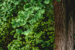 © Azahara MarcosDeLeon - Ginkgo biloba tree green foliage