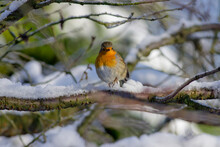 European Robin On Snowy Branch