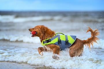 Sticker - happy toller dog running out of the water in a life jacket