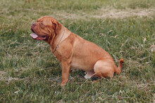 Portrait Profile Dogue De Bordeaux. Dog Mastiff Pet