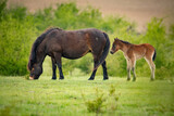 Fototapeta Konie - Exmoor pony (Equus ferus caballus), with beautiful green coloured background. Amazing endangered wild horse with brown hair in the steppe. Wildlife scene from nature, Czech Republic