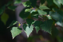 A Birch Branch With Green Leaves In Late Summer
