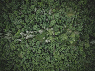 Poster - Aerial photo of green trees.