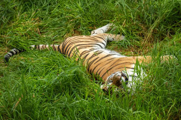 Poster - tiger laying in the grass